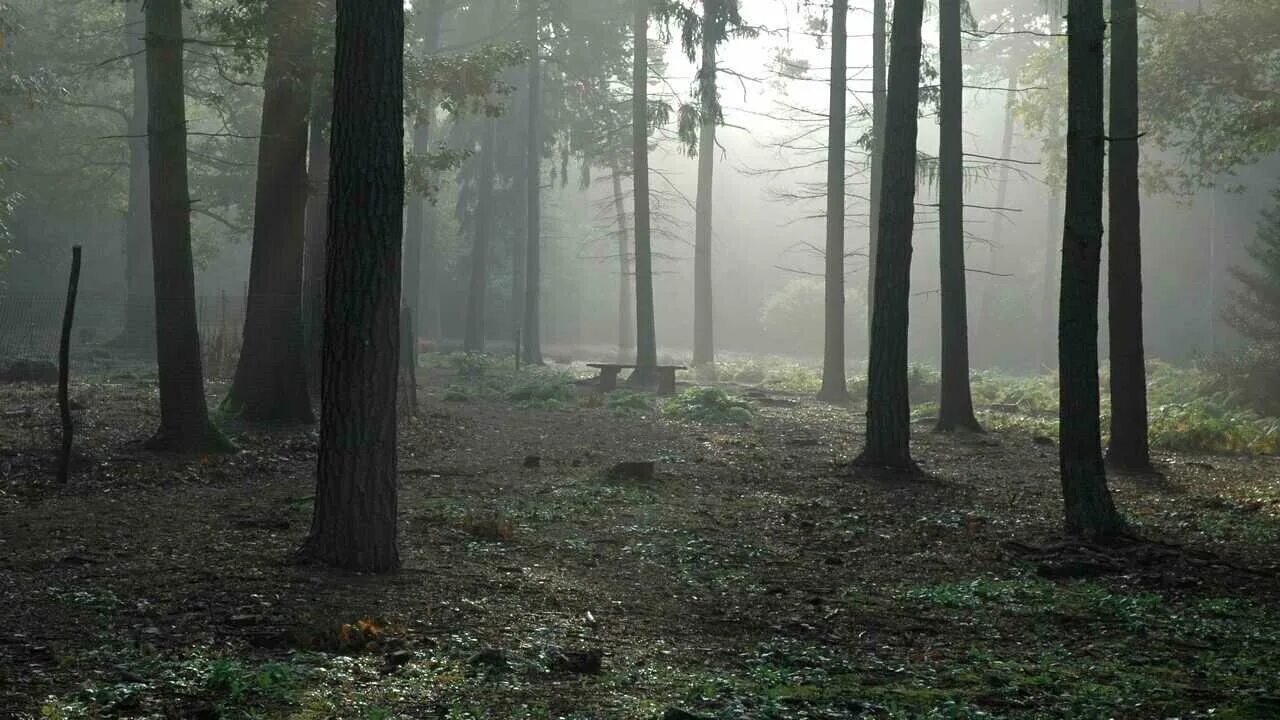 Пасмурный лес фото Постеры с супергероями старые - купить по низкой цене на Яндекс Маркете