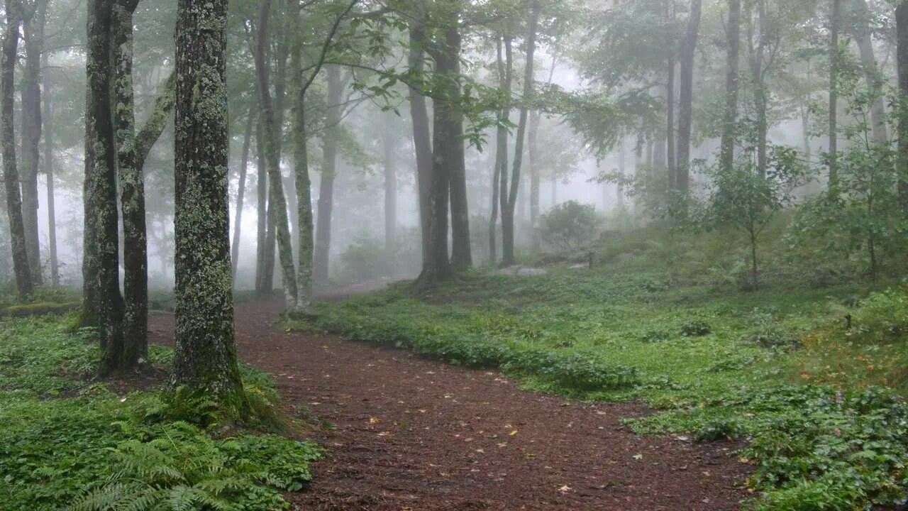 Пасмурный лес фото Купить картина на холсте 60x110 LinxOne "Природа, пейзаж, натура, флора, цены в 