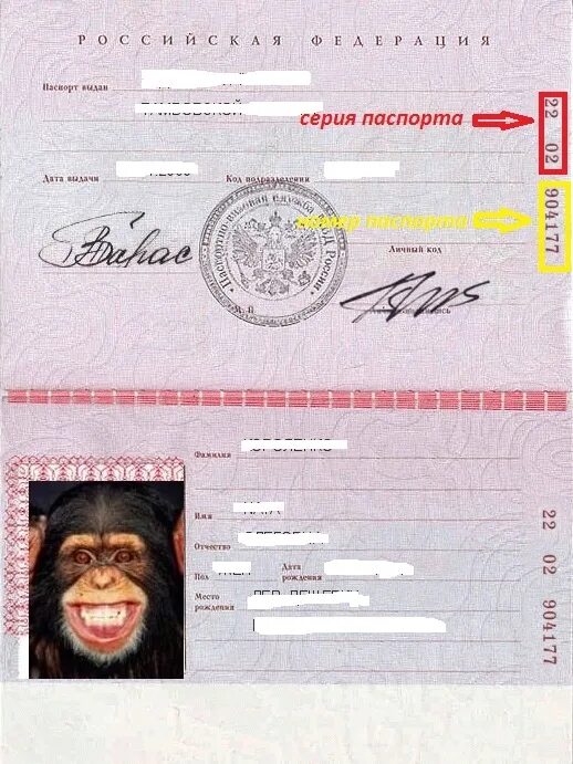 Паспорт где серия где номер фото Где у паспорта серия и номер? Где смотреть?
