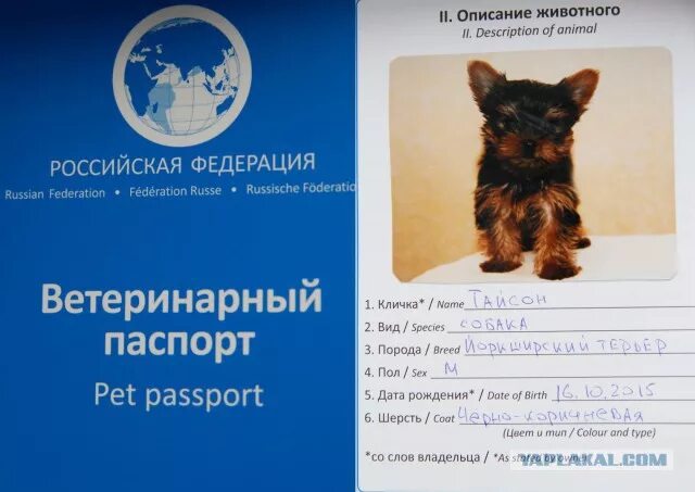 Паспорт животного размер фото Харви - маленькая радость: собакочетверг - ЯПлакалъ