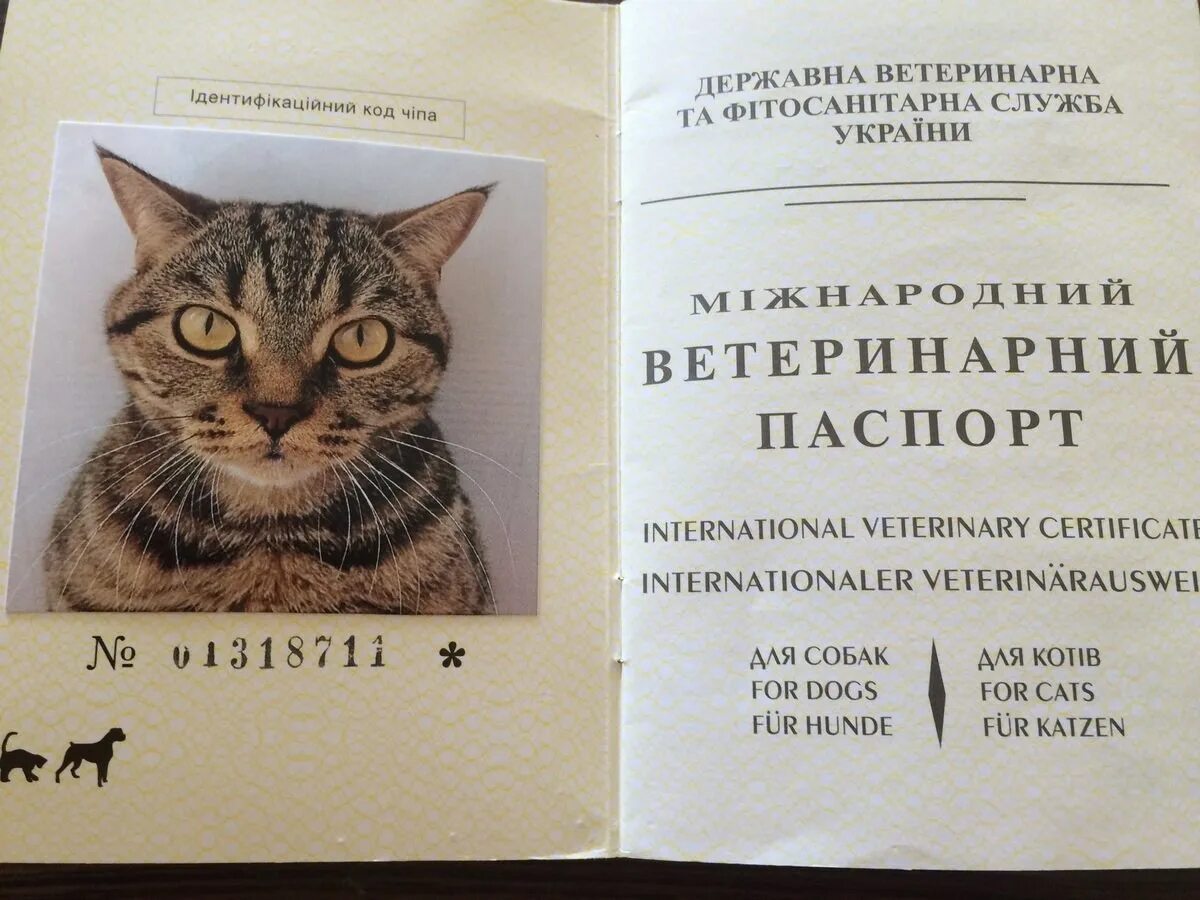 Паспорт животного размер фото Ветеринарный паспорт для кошки - блог Санатории Кавказа