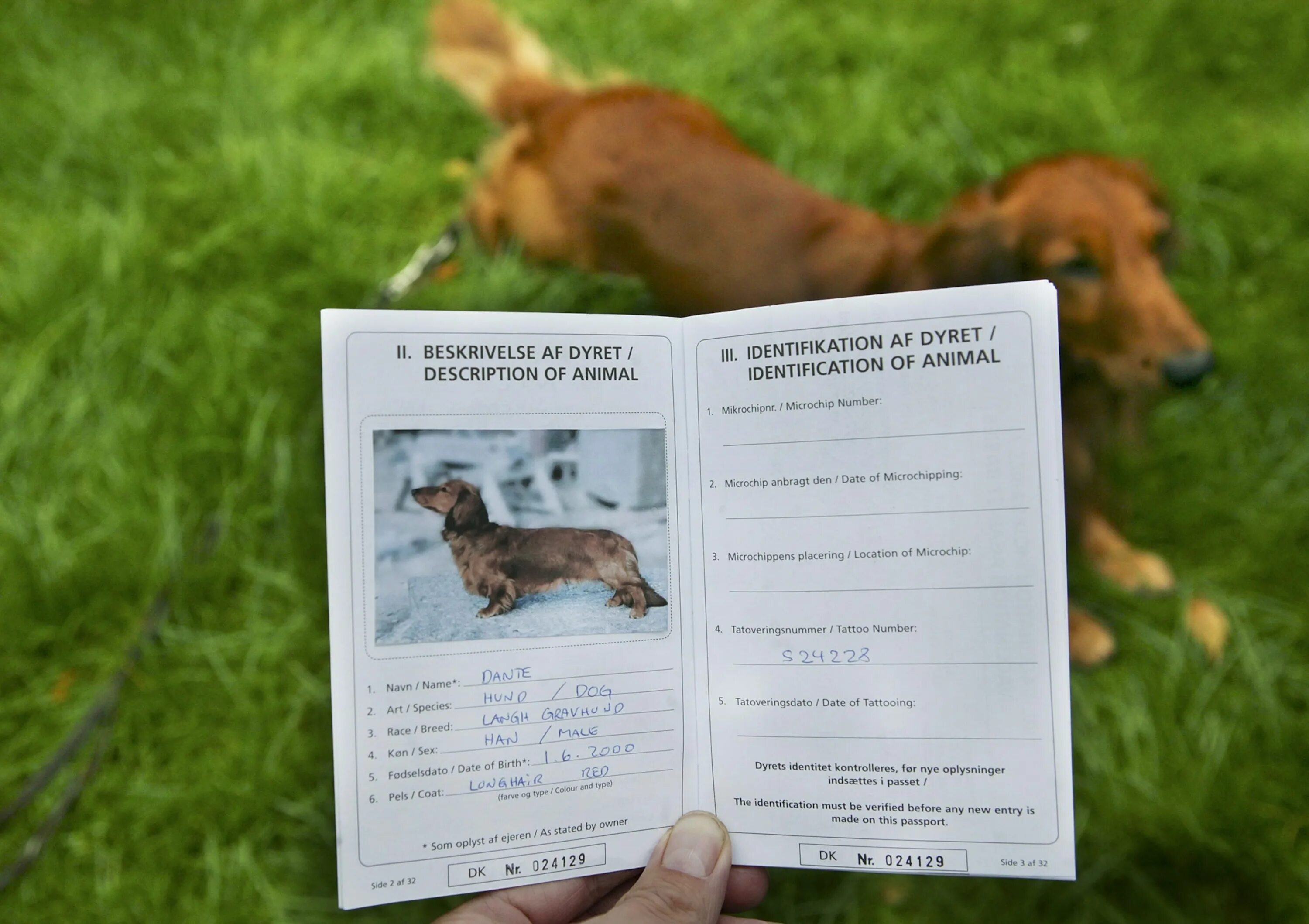 Паспорт животного размер фото Traveling With Pets Overseas: A Guide to Some Quirky Rules