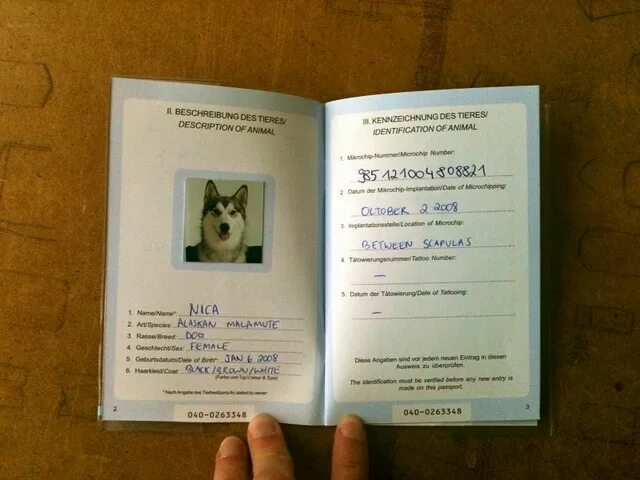 Паспорт животного размер фото my dog has a passport wheresaddie Flickr