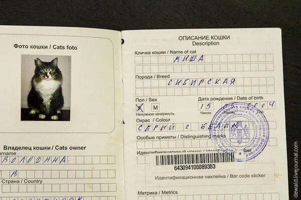 Паспорт животного размер фото Ответы Mail.ru: Что за команда и где пятый игрок?