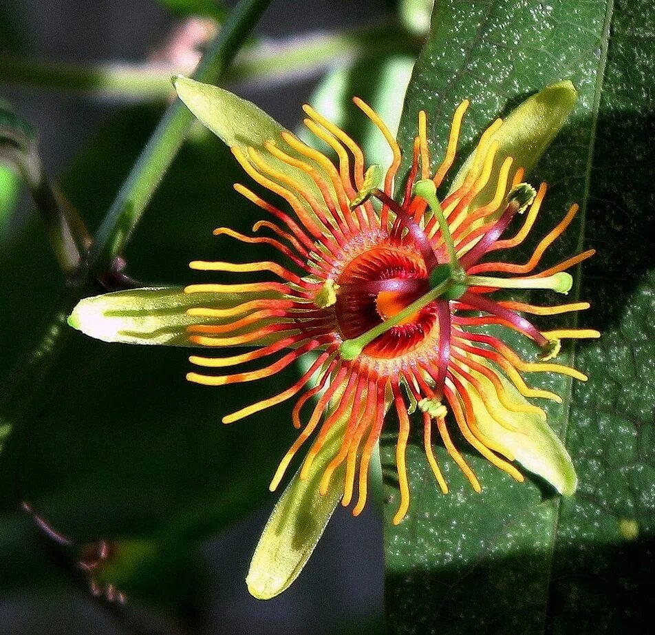 Пассифлора фото цветов Passiflora 'Sunburst' (2) Passion flower, Passiflora, Sunburst