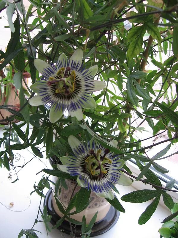 Пассифлора фото уход в домашних пассифлора. цветы (flowers). Фотоальбом участника Фрося