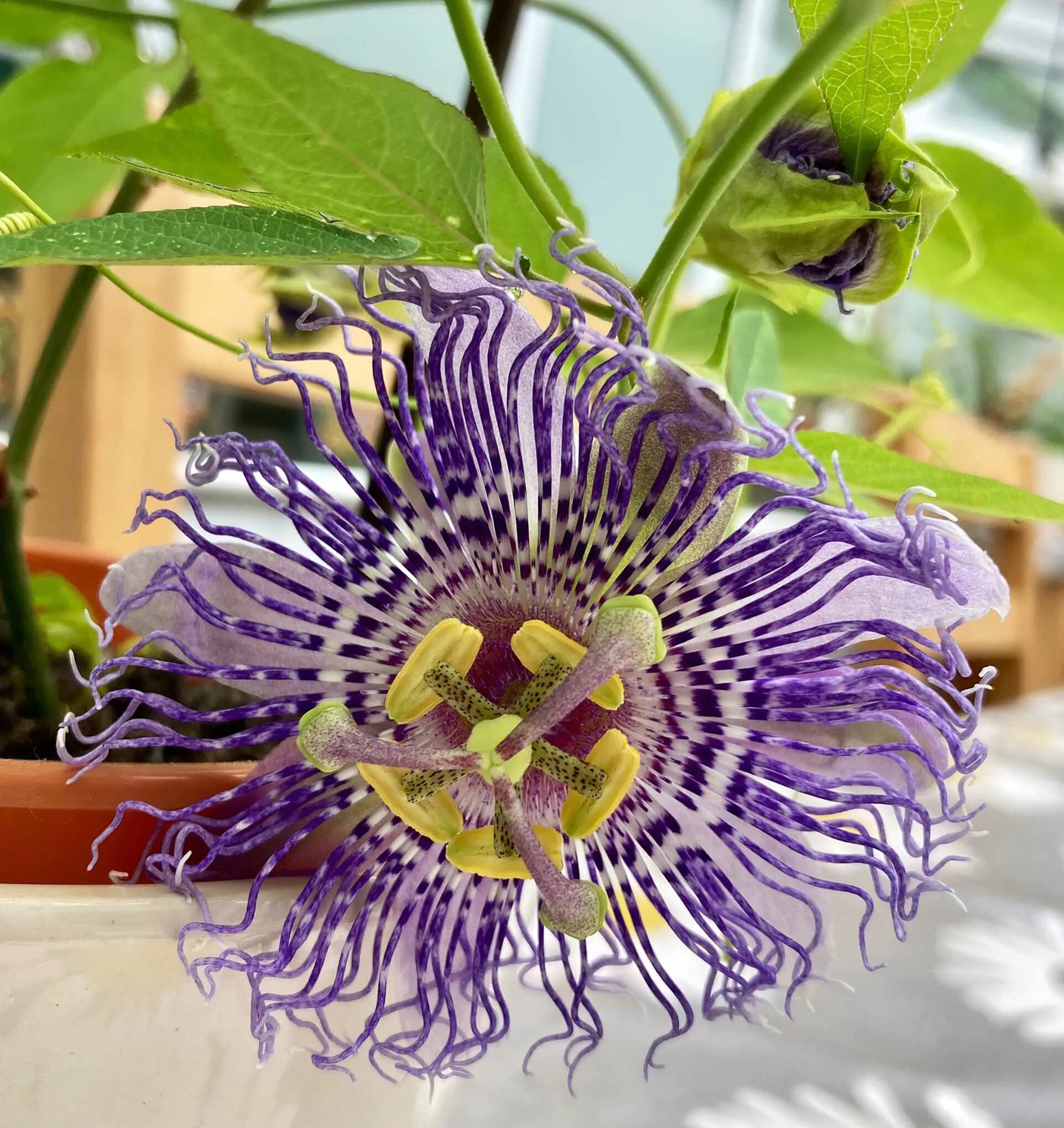 Пассифлора фото уход в домашних условиях Пассифлора съедобная Passiflora edulis - купить семена овощей с доставкой по Укр