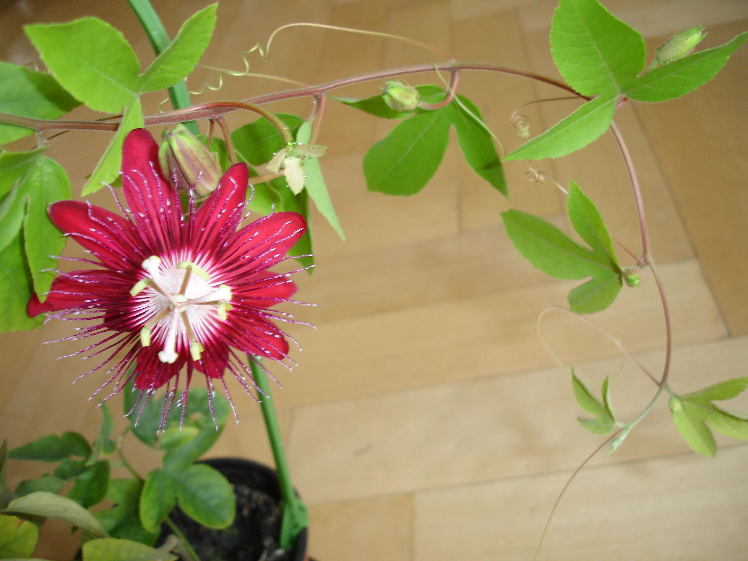 Пассифлора комнатная фото Blog Post 156 - Passionflower Passion flower, Beautiful blooms, Blog posts