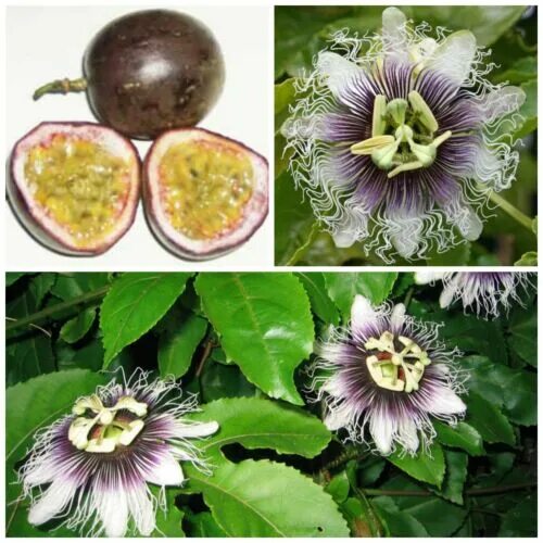 Пассифлора семена фото 10 semi di Passiflora edulis f. edulis, frutto della passione, maracuja eBay