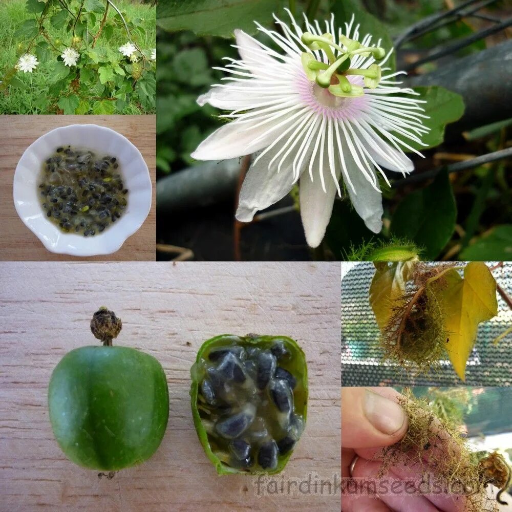 Пассифлора семена фото Pin by Anara Hunt on Gardening Passiflora, Medicinal plants, Curb appeal garden