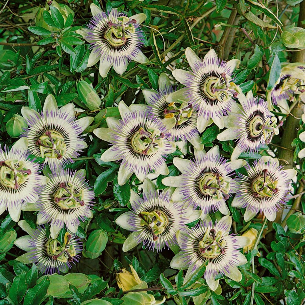 Пассифлора цветок садовый многолетний зимующий фото Passion Flower ( passiflora ) seeds from around the world