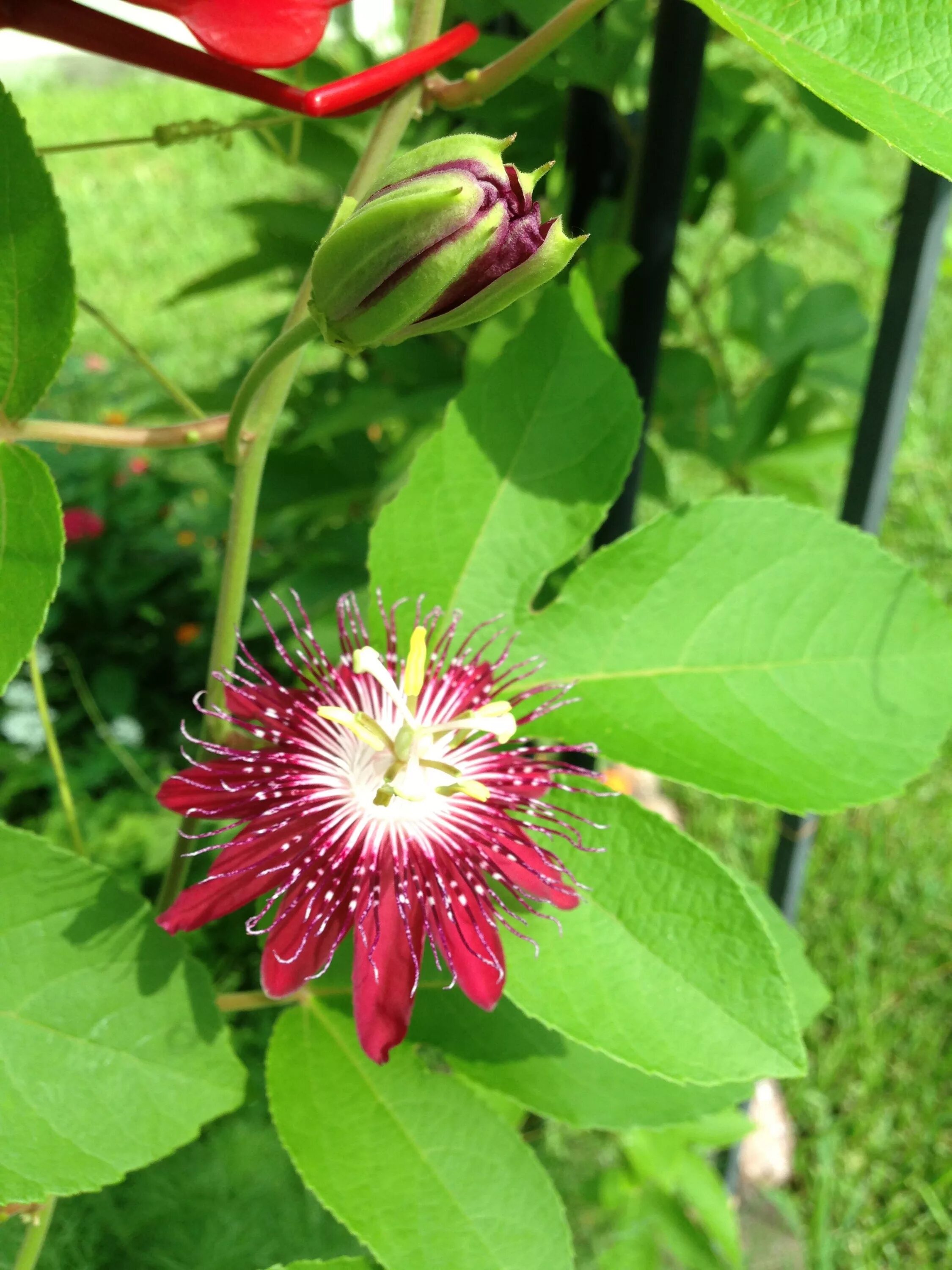Пассифлора цветок садовый многолетний зимующий фото Passion flower vine. (Passiflora mollissima) "Lady Margaret" #Passionflower Butt