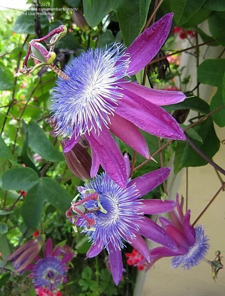 Пассифлора цветок садовый многолетний зимующий фото Passionflower Passiflora loefgrenii Einer meiner Favoriten! (с изображениями) Цв