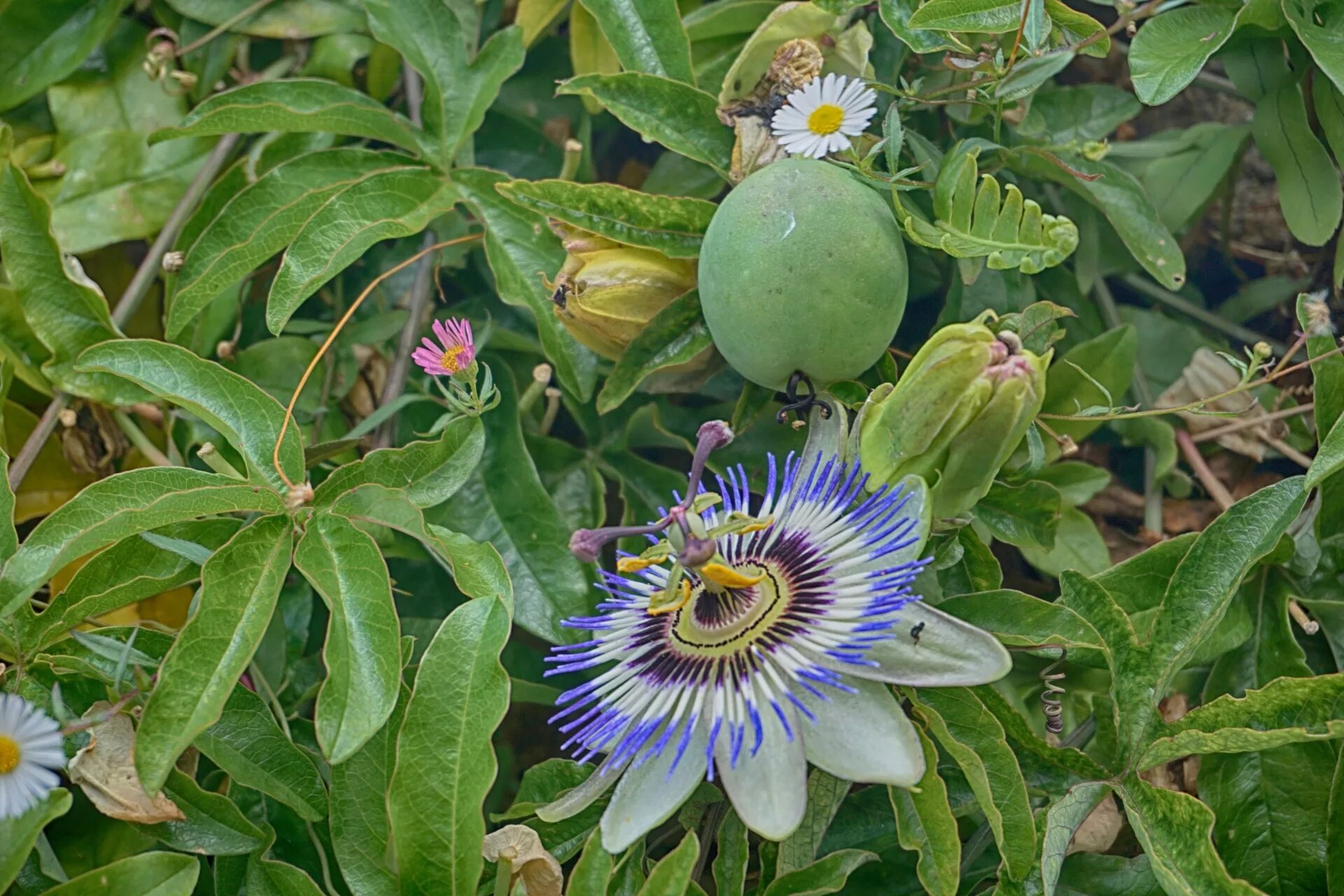 Пассифлора цветок садовый описание фото Download free photo of Flower,passionflower,blue passionflower,medicinal plant,g