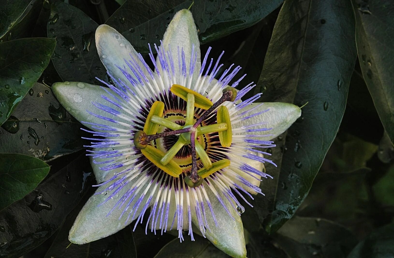 Пассифлора цветок садовый описание фото Fond d'écran : la passion, cœur, fleur, feuille, gouttes 1630x1070 - - 1057140 -