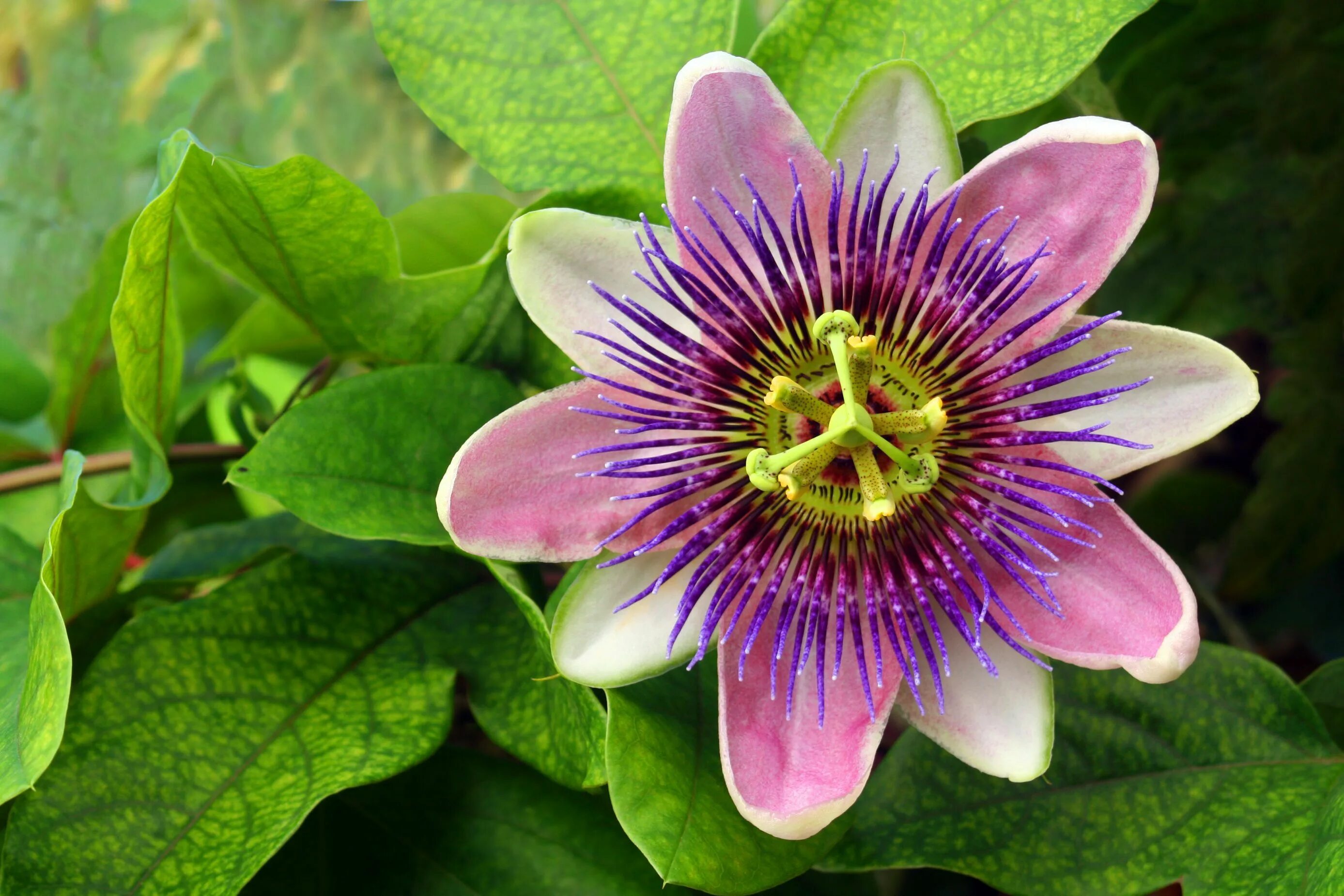 Пассифлора цветок садовый описание фото Learn How to Grow Passionflower Indoors Unusual flowers, Passion flower, Large f