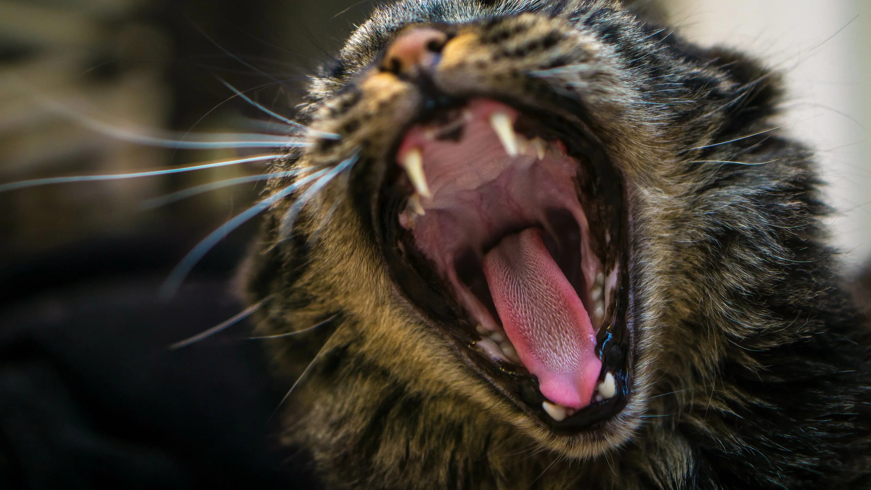 Пасть кота фото Wallpaper : mouth, fangs, teeth, canines, yawn, tongue, feline, pet, hungry, whi