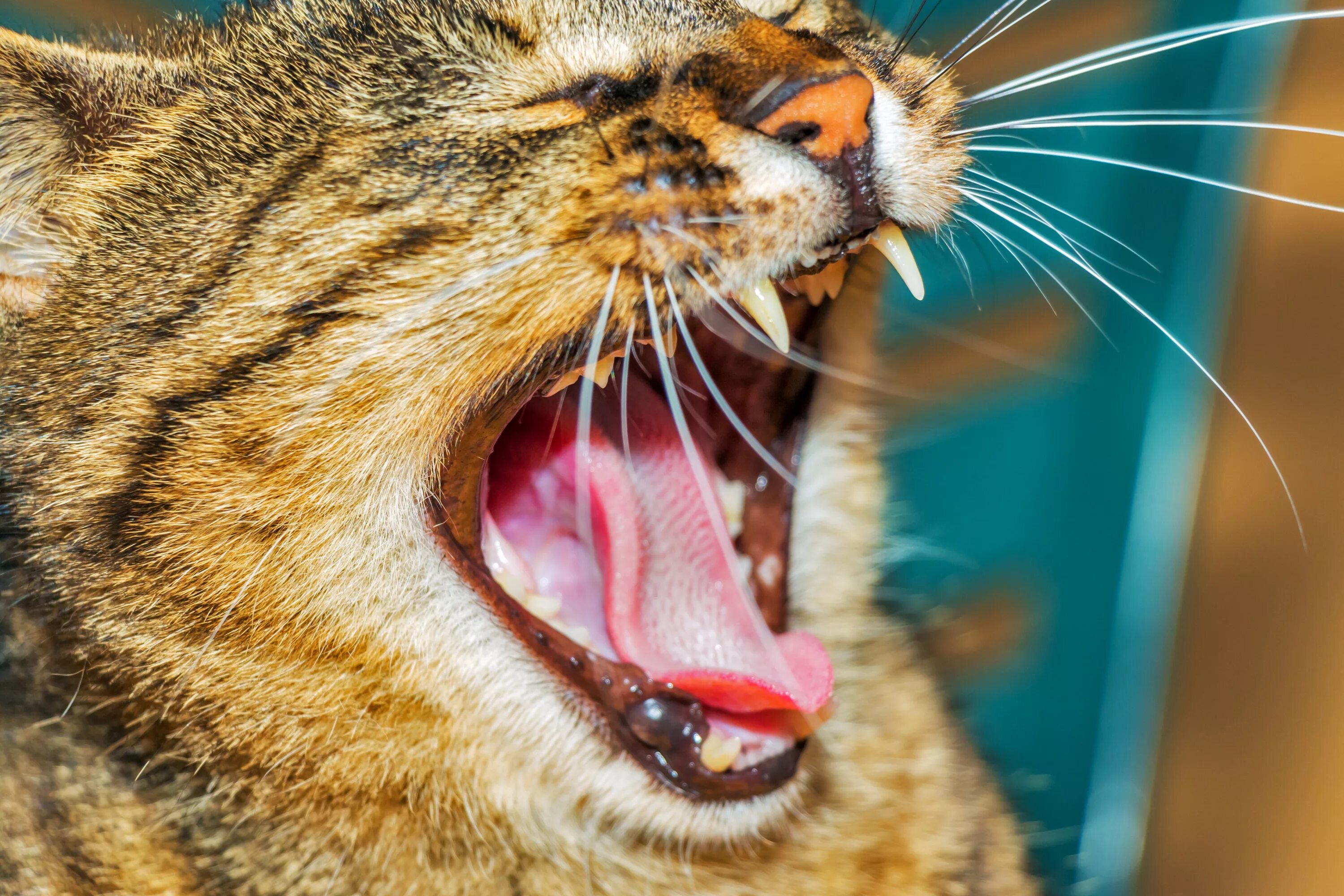Пасть кота фото Free Images : animal, kitten, feline, facial expression, fauna, mouth, yawn, clo