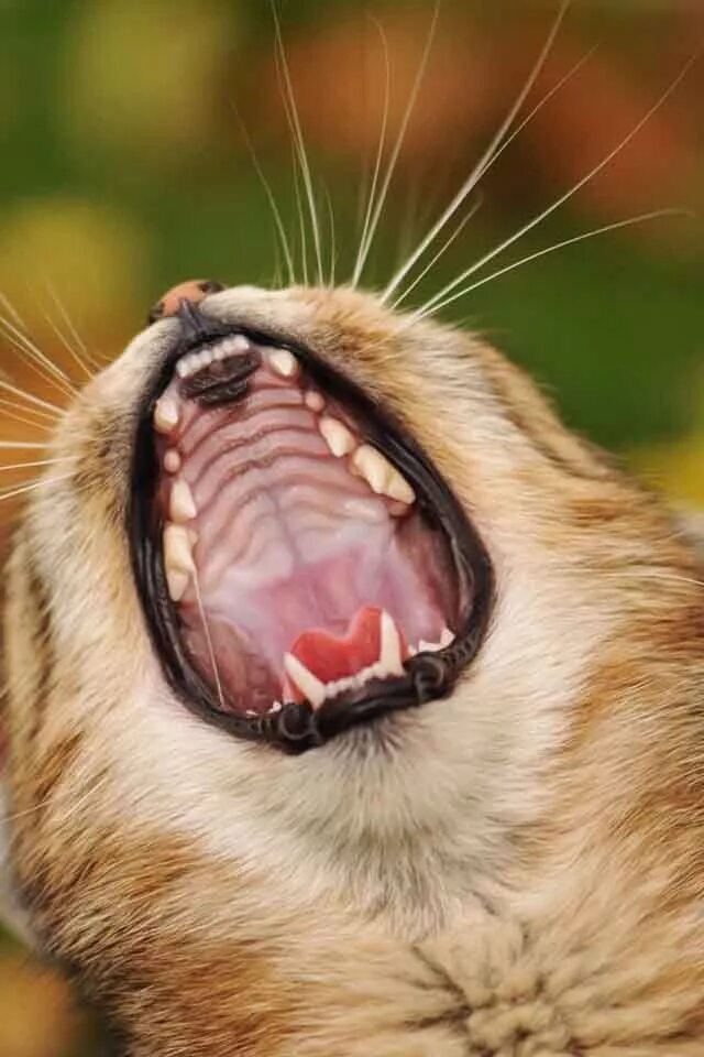 Пасть кота фото Cat mouth Cat yawning, Cat photography, Cat photo