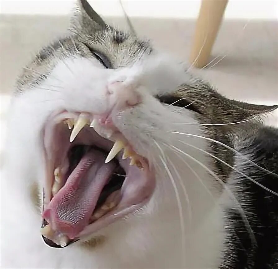 Пасть кота фото Cats Are Better Negotiators Than Dogs Cat yawning, Cat behavior, Cat care