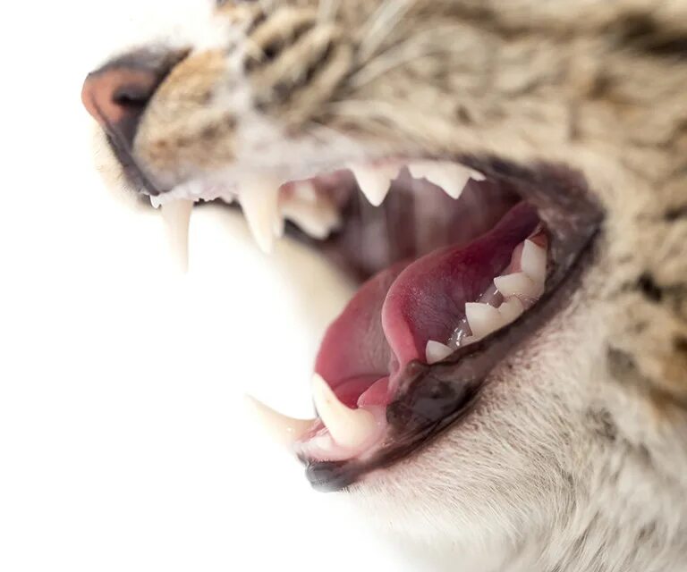Пасть кота фото Dental Problems In The Cat Teeth