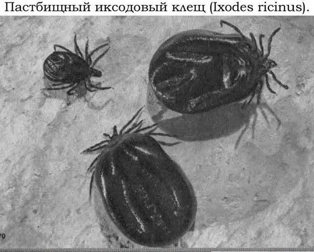 Пастбищный клещ фото Медицинская арахноэнтомология. Собачий клещ - Ixodes ricinus. Таежный клещ - Ixo