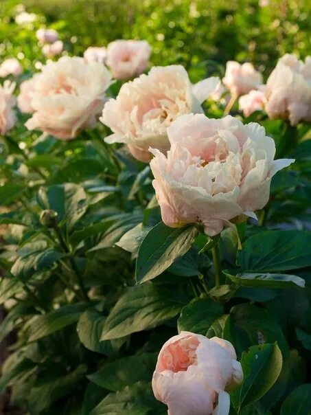 Пастель элеганс пион фото цена Пион Romantic Elegance. Фотография из альбома Пионы новинки - 15 из 16 ВКонтакте
