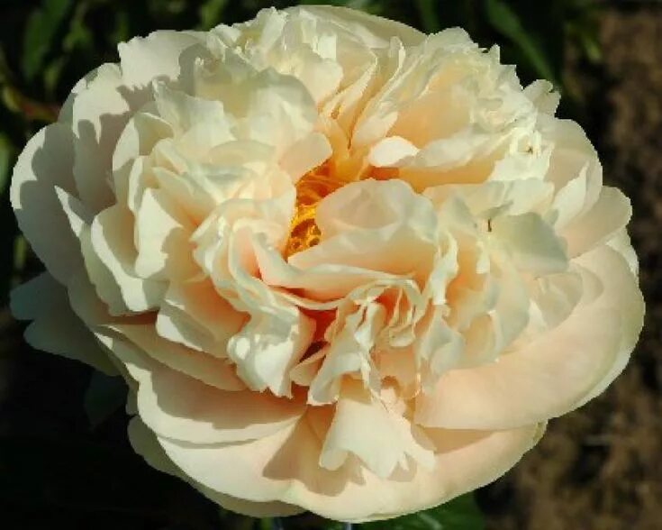 Пастель элеганс пион фото цена Peony Pastelegance at peony nursery Peonyshop.com Peonies, Peony farm, Peonies g