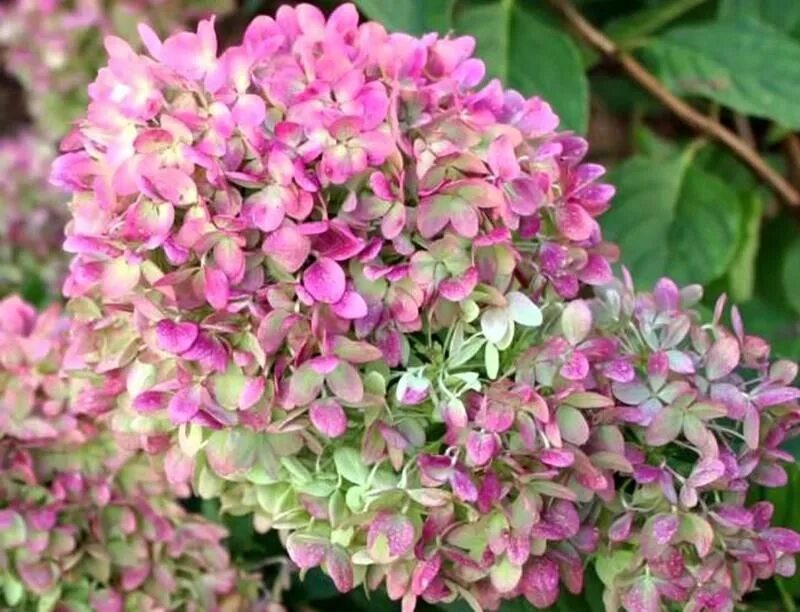 Пастель грин гортензия метельчатая фото Hortensja bukietowa PASTELGREEN wielobarwna UNIKAT 7772204189 - Allegro.pl Plant