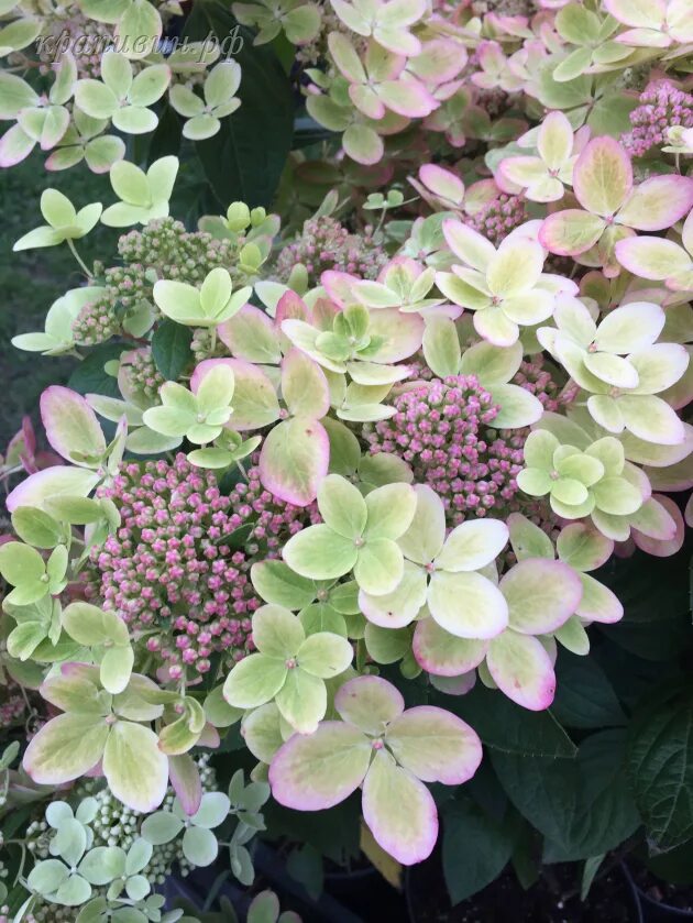 Пастель грин гортензия метельчатая фото и описание Pastel Green/ Пастель Грин