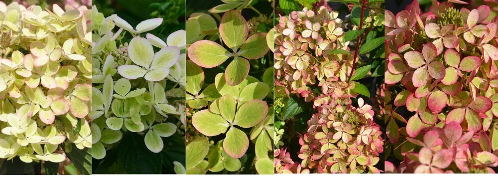 Пастель грин гортензия метельчатая фото и описание Штамбовые : Hydrangea paniculata Pastel Green ® 'Renxolor'- Гортензия метельчата