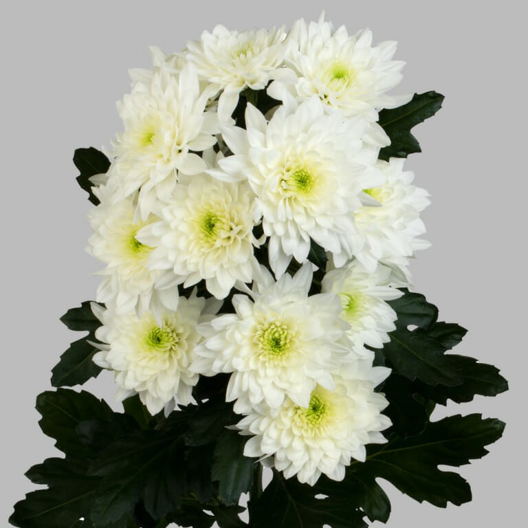 Пастела хризантема фото Chr t Pastela White Zentoo M-flowers - цветочная онлайн платформа