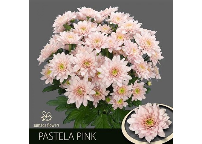 Пастела хризантема фото Chr T Pastela Pink 70 Cm 90 gr