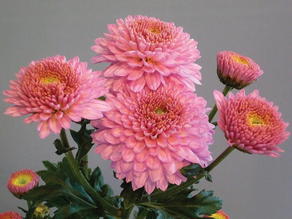 Пастела пинк хризантема фото Minstreel Pink Woolmans Chrysanthemums Chrysanten, Chrysanthemum, Chrysant