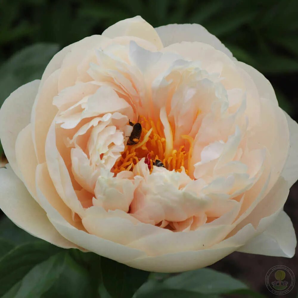 Пастелеганс пион цена фото и описание отзывы Пион Пастелеганс (Paeonia Pastelegance / Dian ya xiang bin) купить в Москве по н