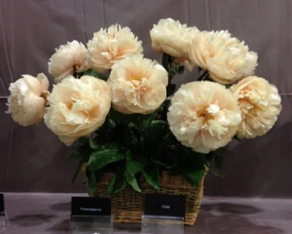Пастелеганс пион цена и отзывы фото Peony Pastelegance at peony nursery Peonyshop.com Peonies, Peonies garden, Flora