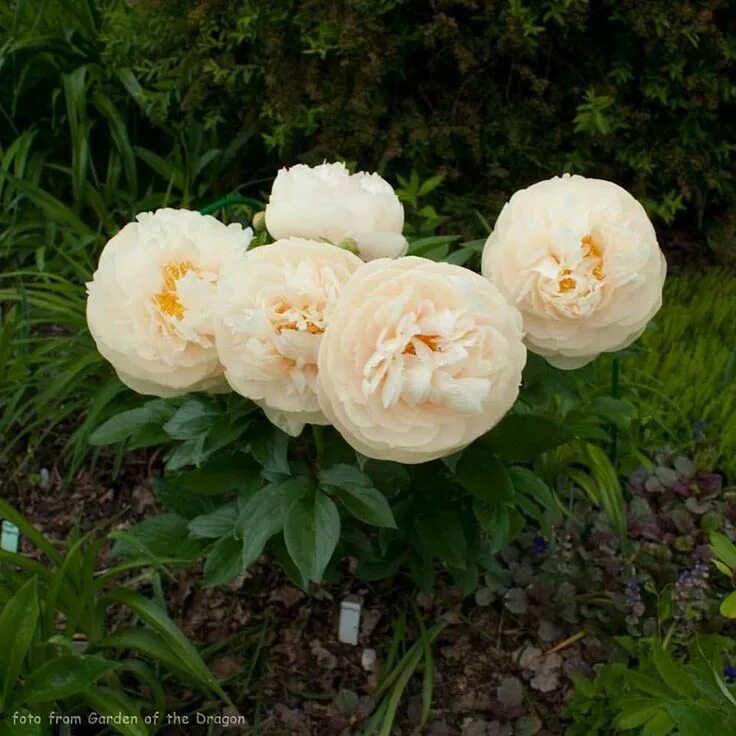 Пастелеганс пион цена и отзывы фото "Pastelegans". Peonies, Plants, Flowers