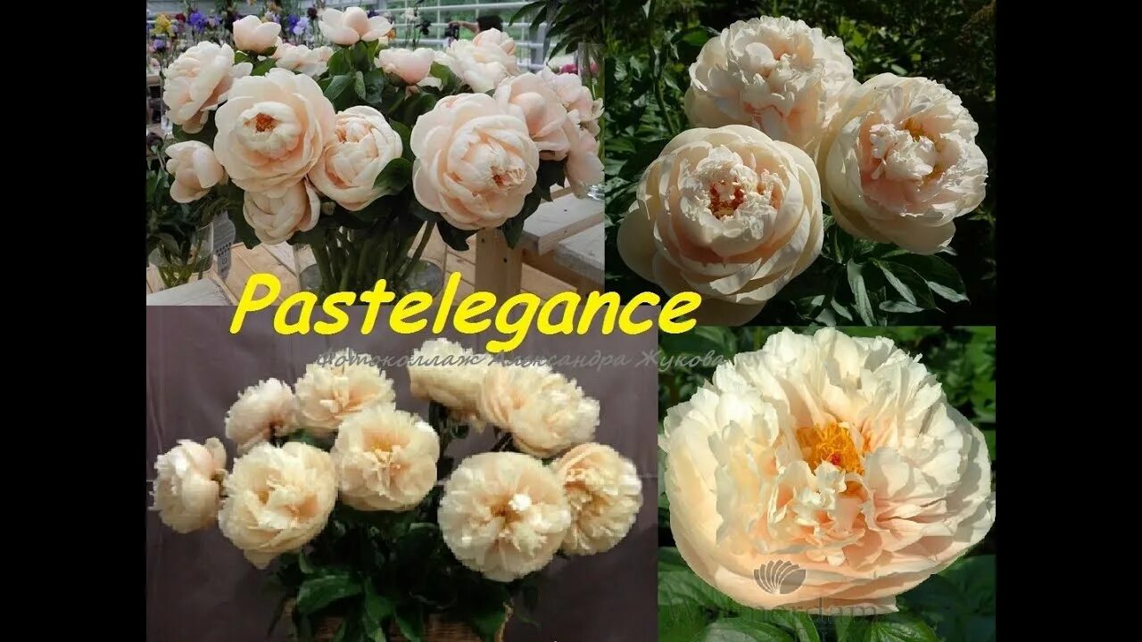 Пастелеганс пион цена и отзывы фото Pasteleganse peony пион Пастелеганс видео 11 02 20 - YouTube