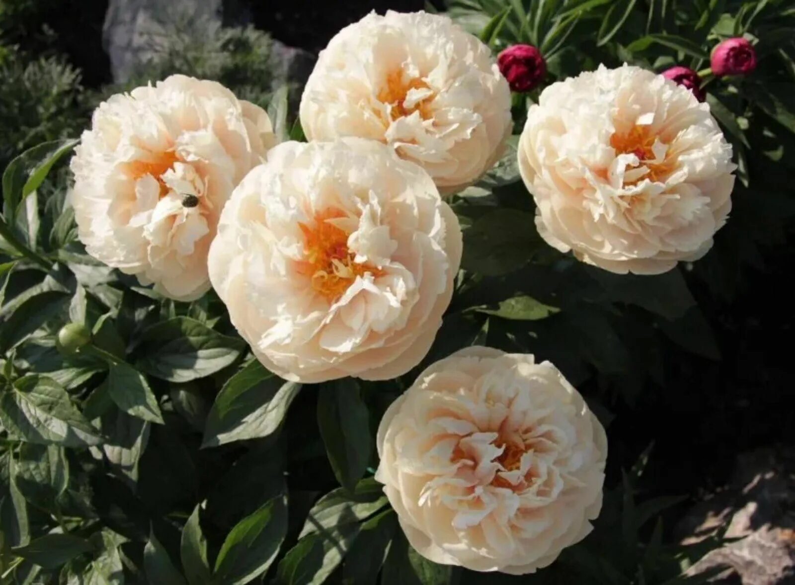 Пастелеганс пион цена и отзывы фото Корни,1шт - купить с доставкой по выгодным ценам в интернет-магазине OZON (12574