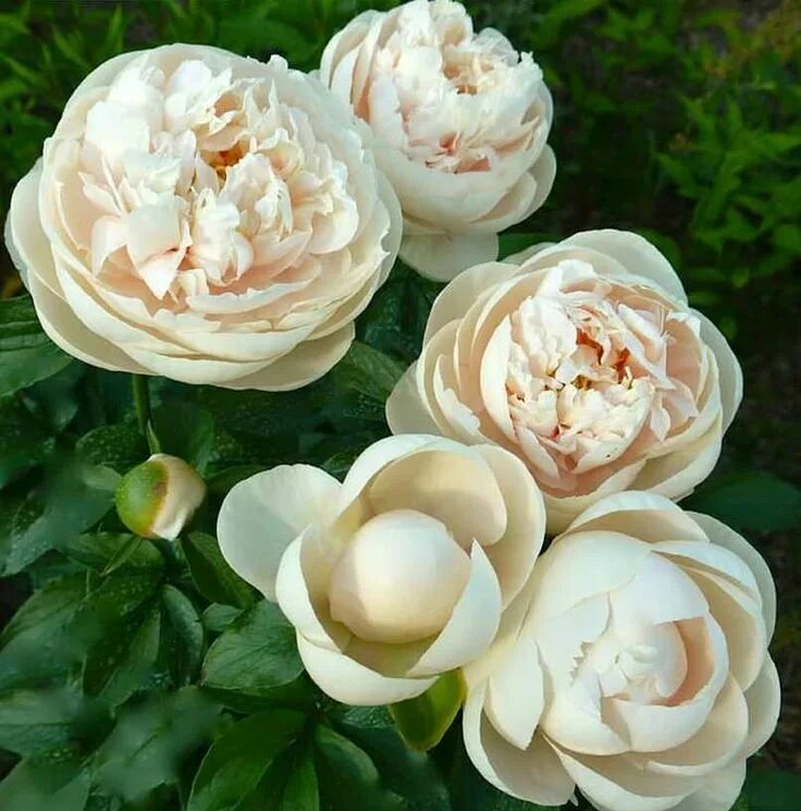 Пастельэлеганс пион фото Paeonia "Pastelegance" Peonie