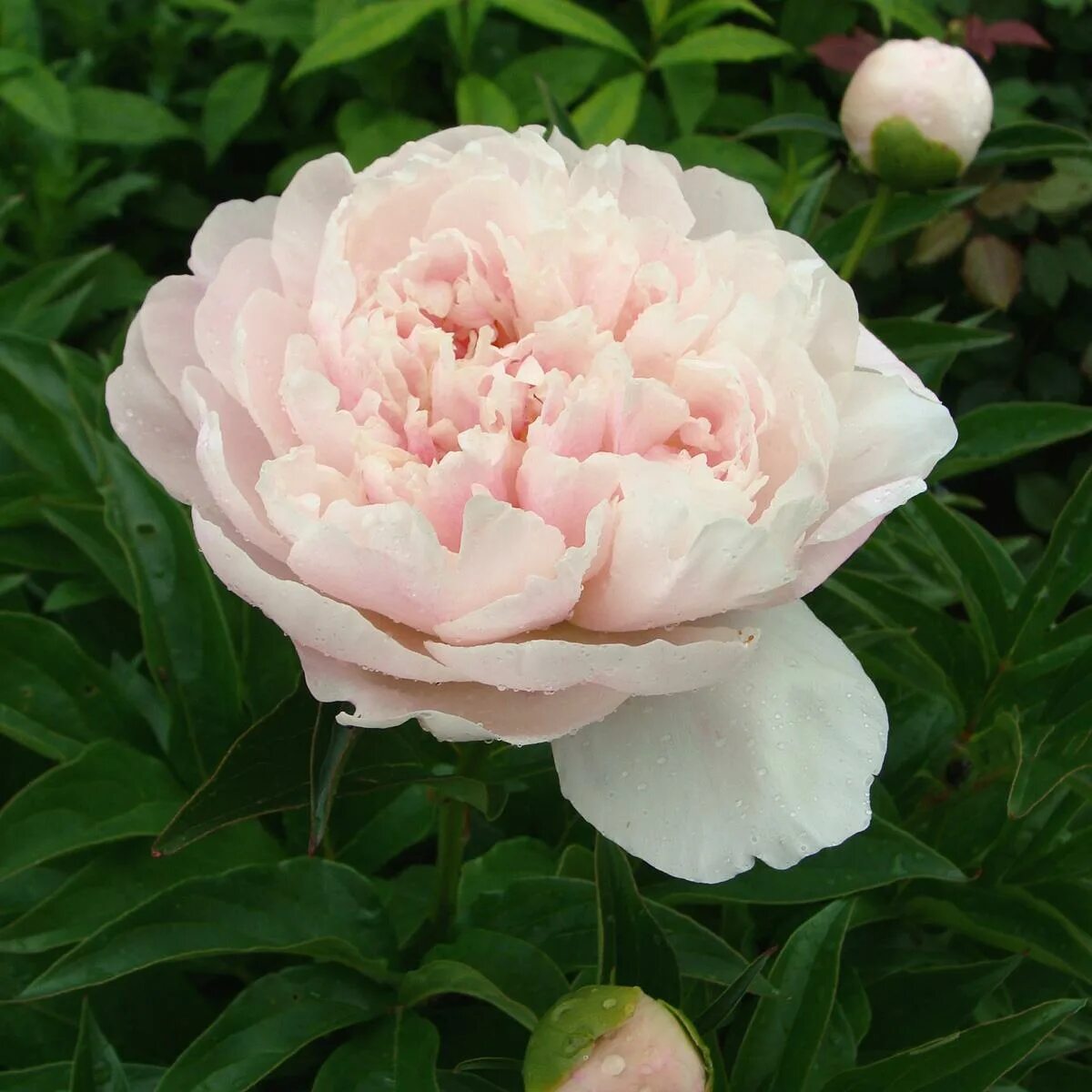 Пастельэлеганс пион фото Paeonia itoh Pastel Lilas. КФХ