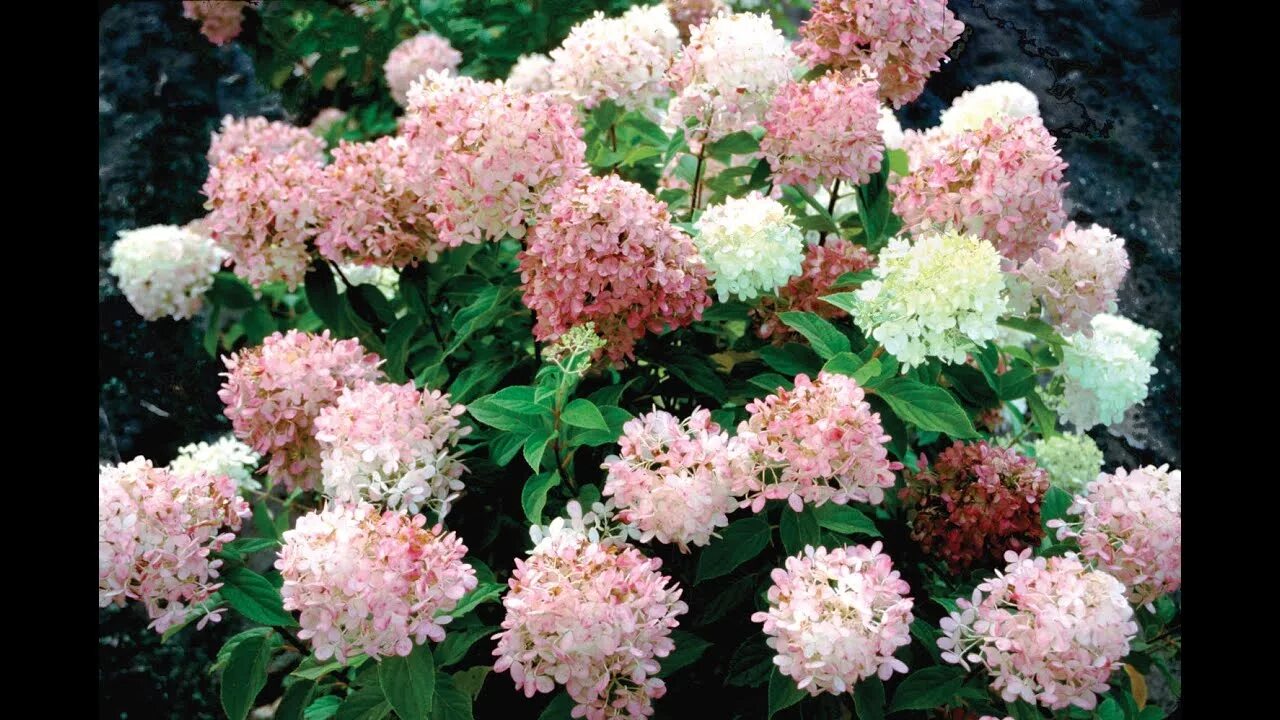 Пастелгрин гортензия метельчатая фото Proven Winners Limelight Hydrangea - YouTube