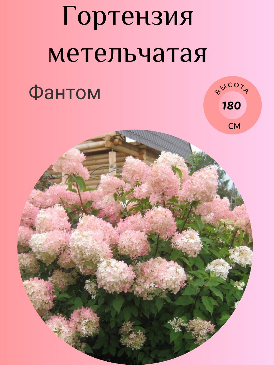 Пастельгрин гортензия метельчатая описание и фото Характеристики Гортензия метельчатая, многолетние растения, подробное описание т