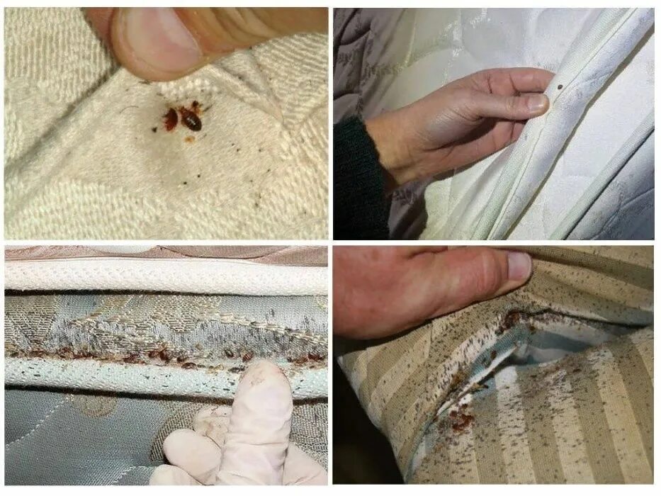 Пастельные клопы как выглядят Дезинфекция, Уничтожение клопов, тараканов.СЭС, Гарантия, Договор. - Дезинфекция