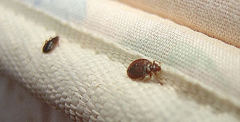 Пастельные клопы как выглядят 5 Bed Bugs Home Remedies to Solve the Problem for Good Rid of bed bugs, Termite 