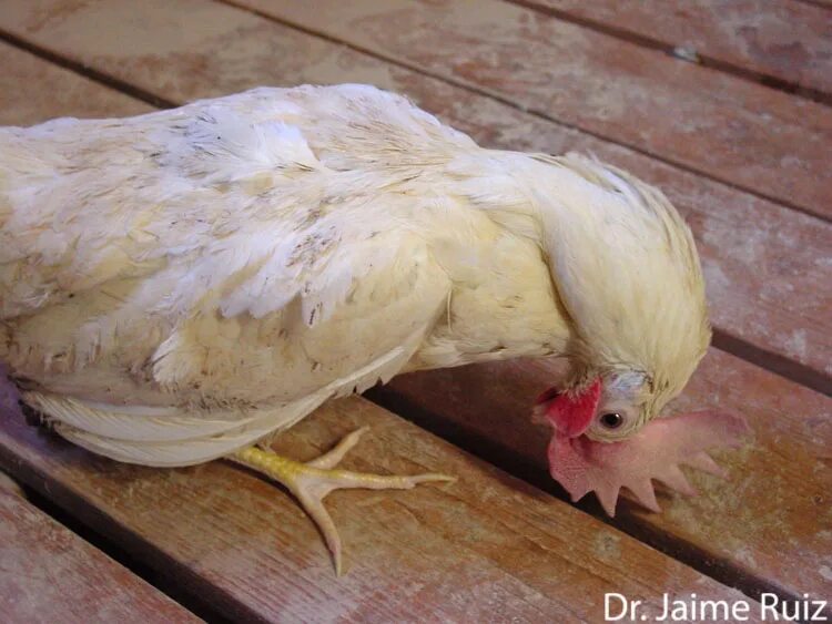 Пастереллез у кур симптомы и лечение фото Copy of LAYER Partners in Animal Health