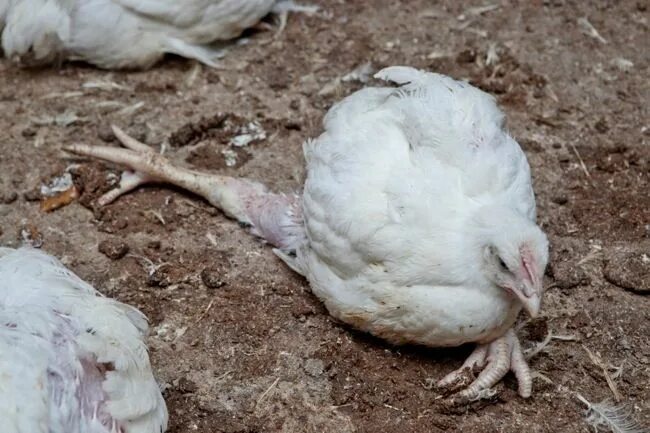 Пастереллез у кур симптомы и лечение фото chicken facts, lame chicken Hayvan hakları ve Hayvan