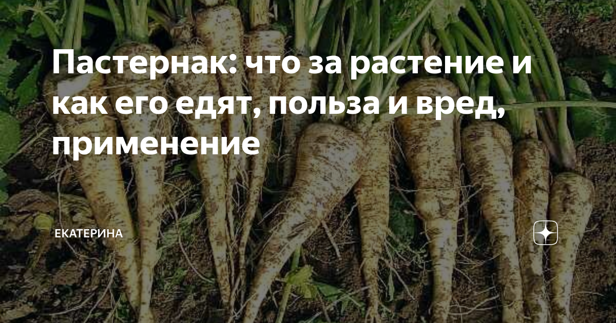 Пастернак овощ фото описание и отзывы фото Пастернак: что за растение и как его едят, польза и вред, применение Екатерина Д