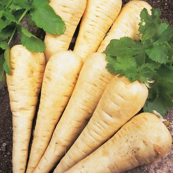 Пастернак овощ фото описание и отзывы фото Gorwers Pack - Parsnip Hollow Crown Seeds Kings Seeds