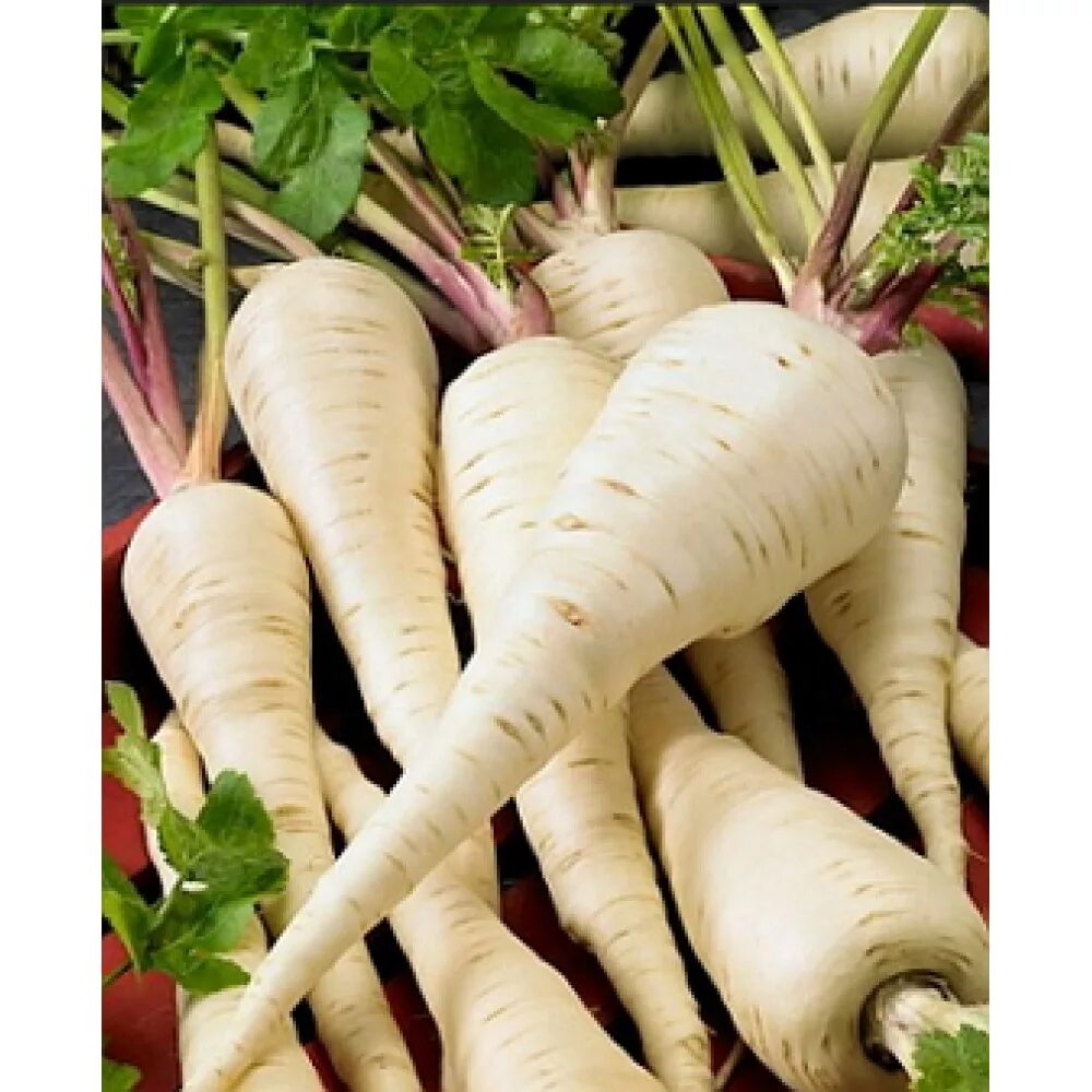 Пастернак овощ фото описание как выглядит Купить семена Пастернак Parsnip Guernsey в Москве: доставка семян по России и СН